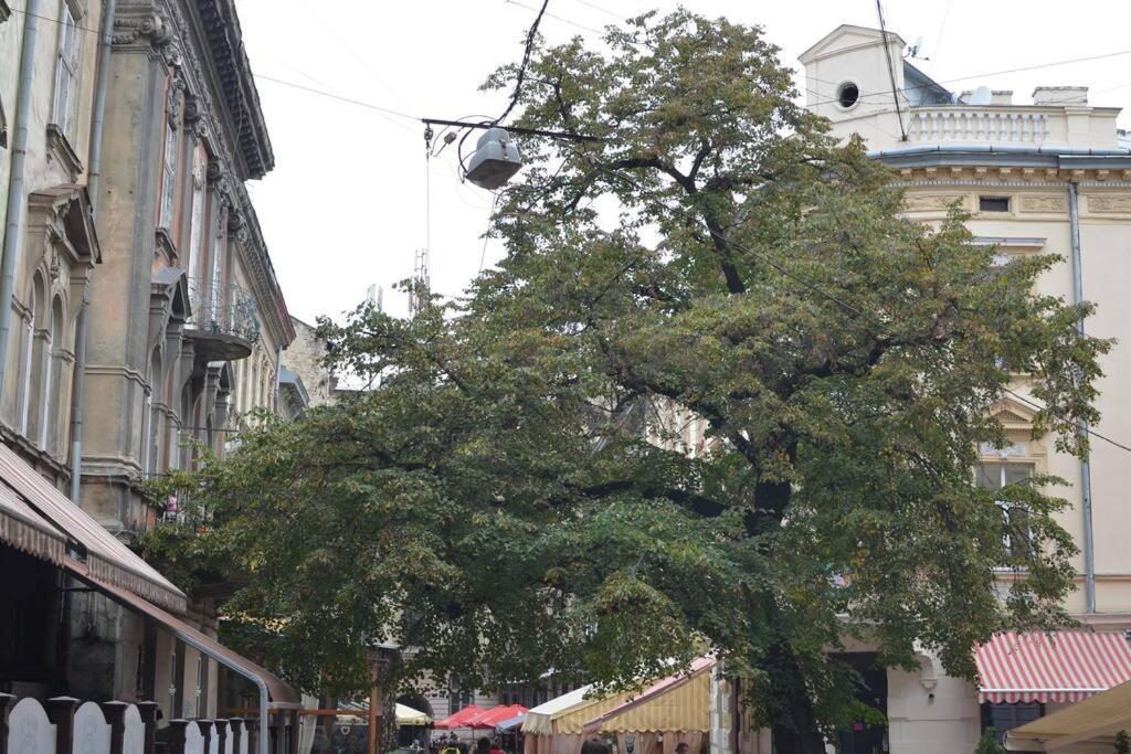 In The Center Of * Lemberg